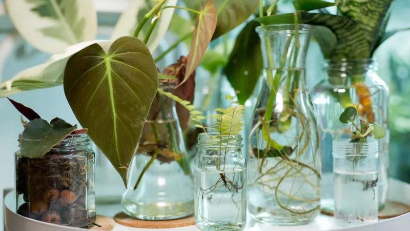 7 Houseplants That Can Grow in Water: No Soil Needed