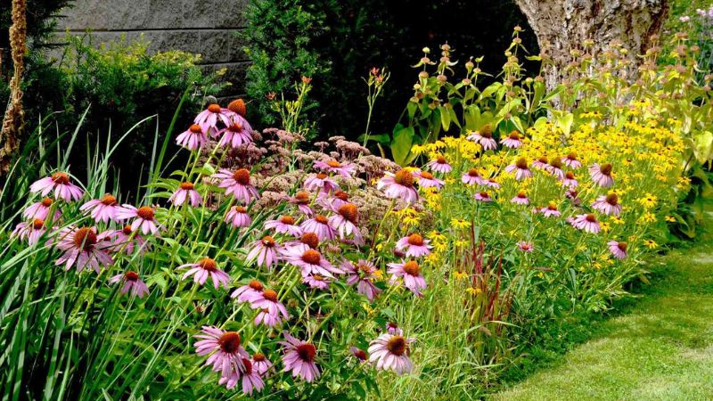 7 Low-Maintenance Perennial Plants for Busy Gardeners