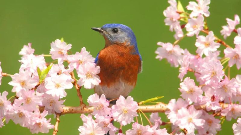 8 Plants That Attract Beautiful Bluebirds to Your Yard