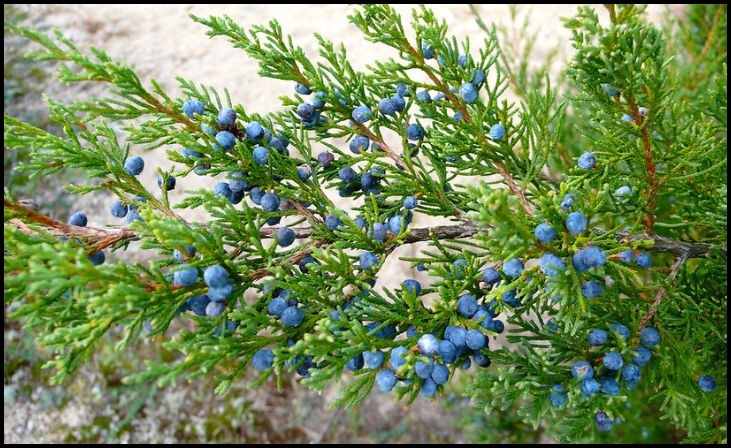  Eastern Red Cedar (Juniperus virginiana)