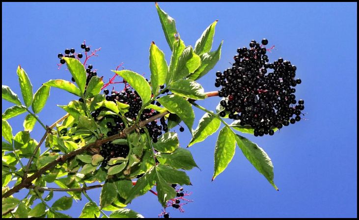 Elderberry (Sambucus)
