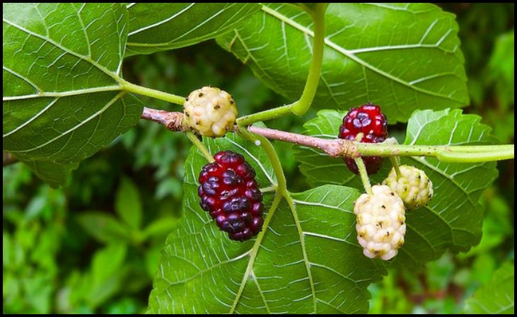  Mulberry (Morus)