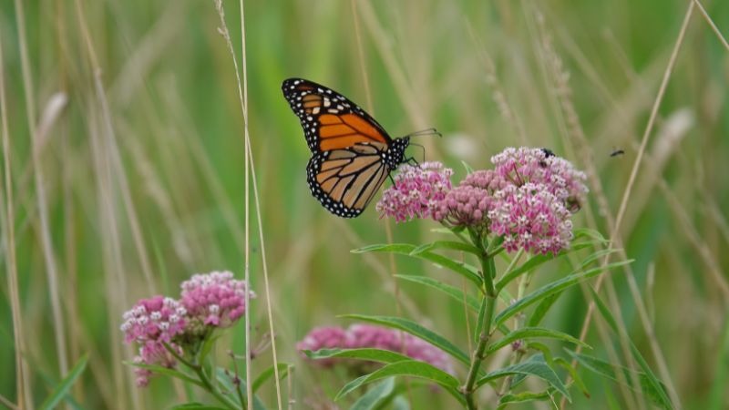 Top 8 Types of Milkweed to Support Monarch Butterflies - Cococanna ...